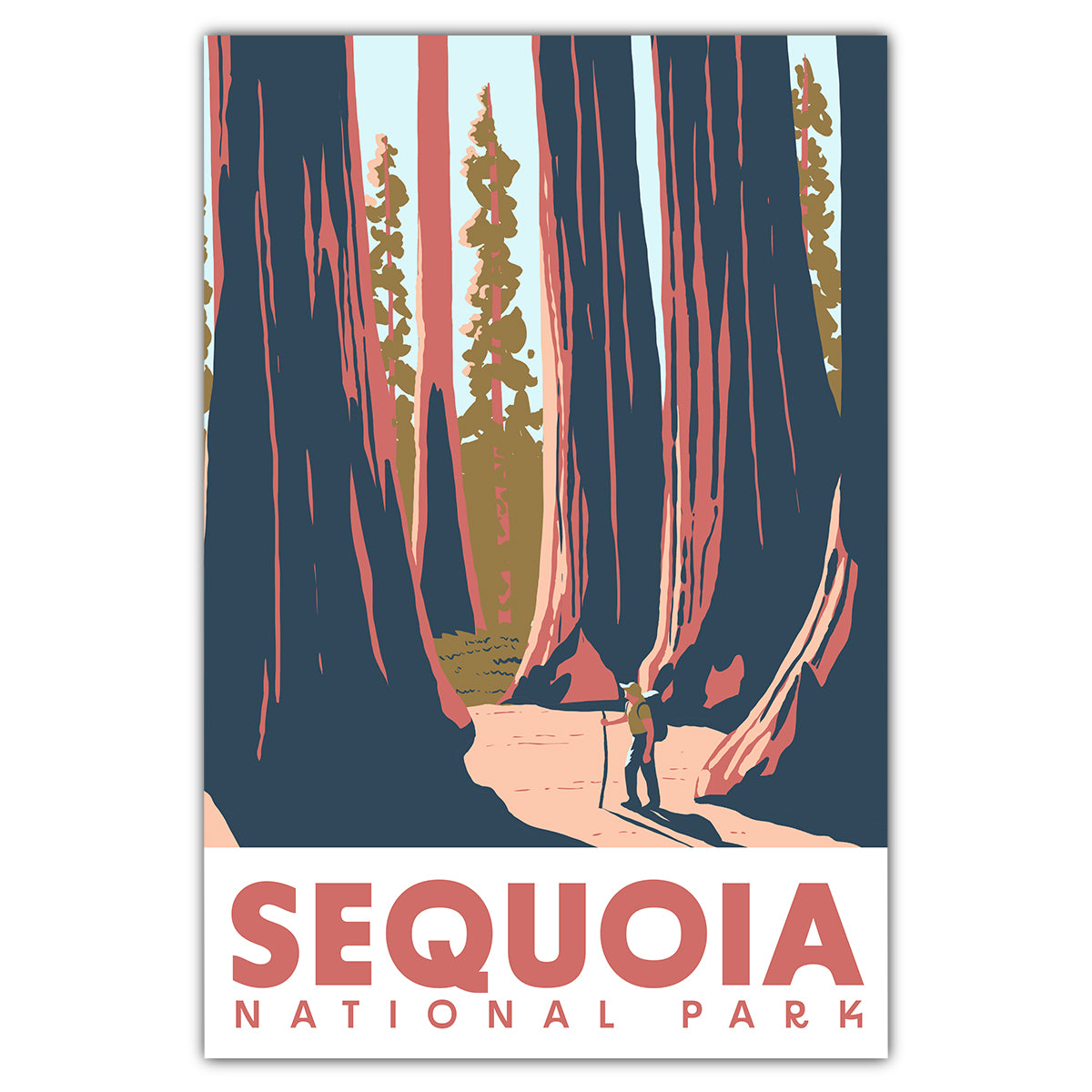 Sequoia National Park Forest Hike Postcard
